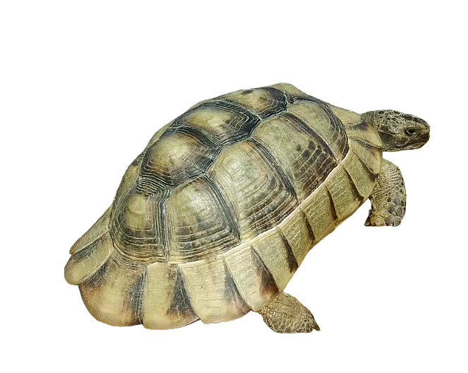 Testudo marginata foto artistica