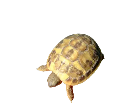 Testudo hermanni hermanni Testudo hermanni hermanni isabella
