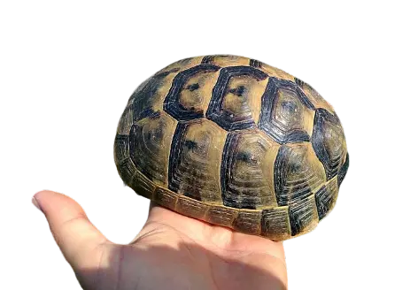 Testudo graeca ibera giovane maschio