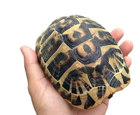 Testudo hermanni hermanni femmina