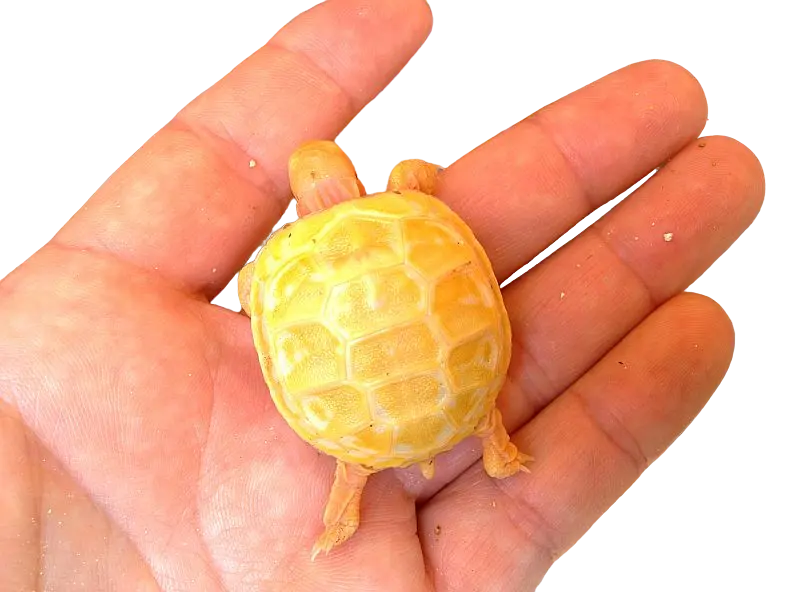 Testudo hermanni hermanni albino