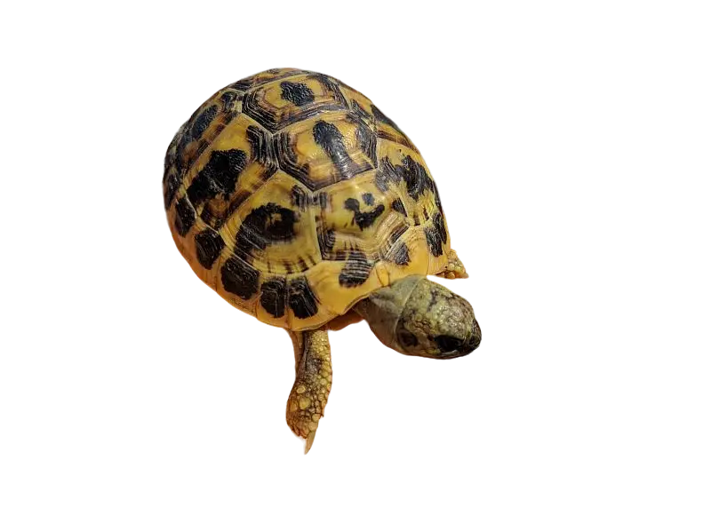 Testudo hermanni hermanni Testudo hermanni hermanni con smile naturale