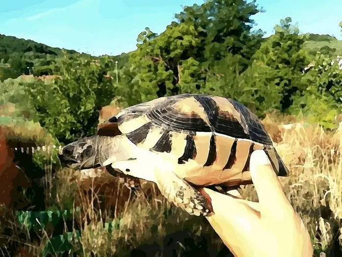 Testudo marginata Testudo marginata sarda