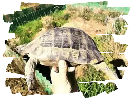 Ibrido Testudo graeca ibera x Testudo marginata