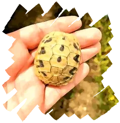 Testudo hermanni boettgeri Testudo hermanni boettgeri