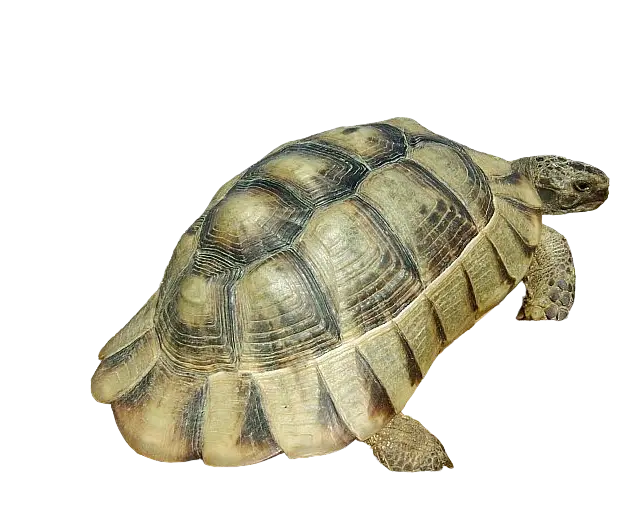 Testudo marginata foto artistica