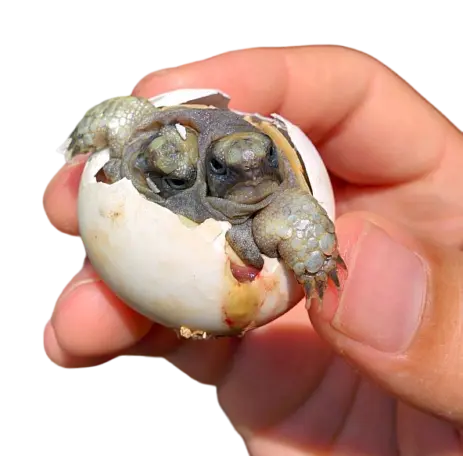 Testudo graeca ibera bicefala