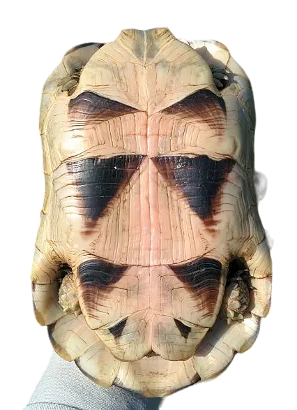 Testudo marginata piastrone