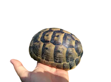 Testudo graeca ibera giovane maschio