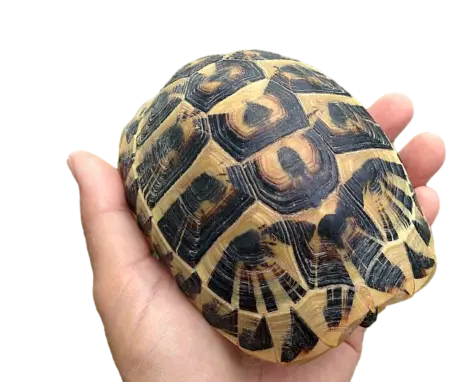 Testudo hermanni hermanni femmina