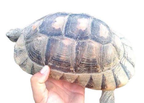 Testudo marginata alvino caramel adult female