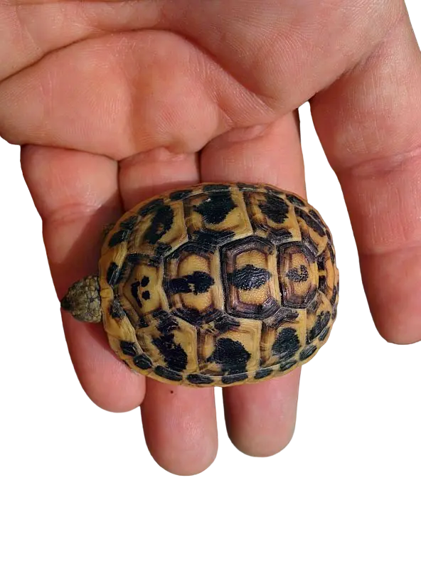 Testudo hermanni hermanni con smile naturale