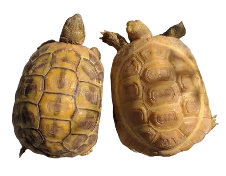 Testudo hermanni hermanni alvino T- ed Isabella