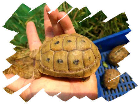 Testudo graeca terrestris golden