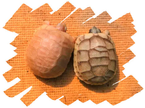 Ibrido F2 Testudo greca ibera x Testudo marginata albino caramello
