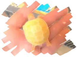 Testudo hermanni hermanni albino