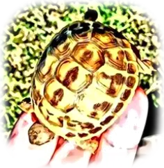Testudo hermanni hermanni isabella