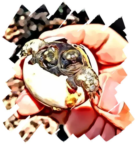 Testudo graeca ibera two head