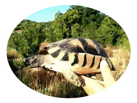 Giovane femmina di Testudo marginata