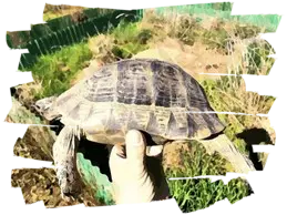 Ibrido Testudo graeca ibera x Testudo marginata