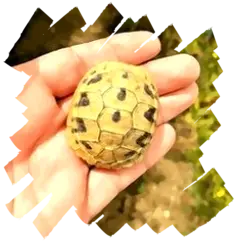 Testudo hermanni boettgeri